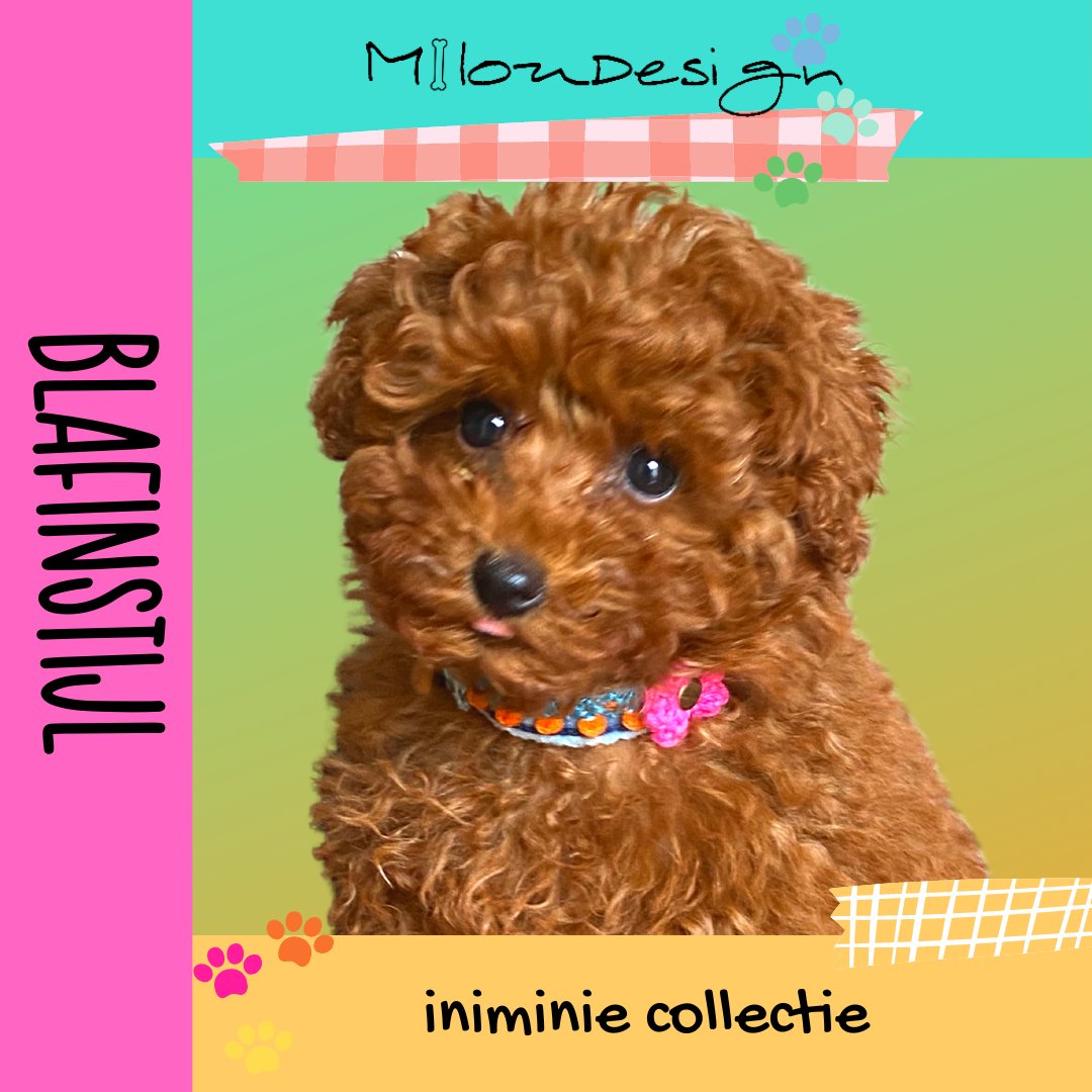 categorie voor puppy's en kleine hondjes