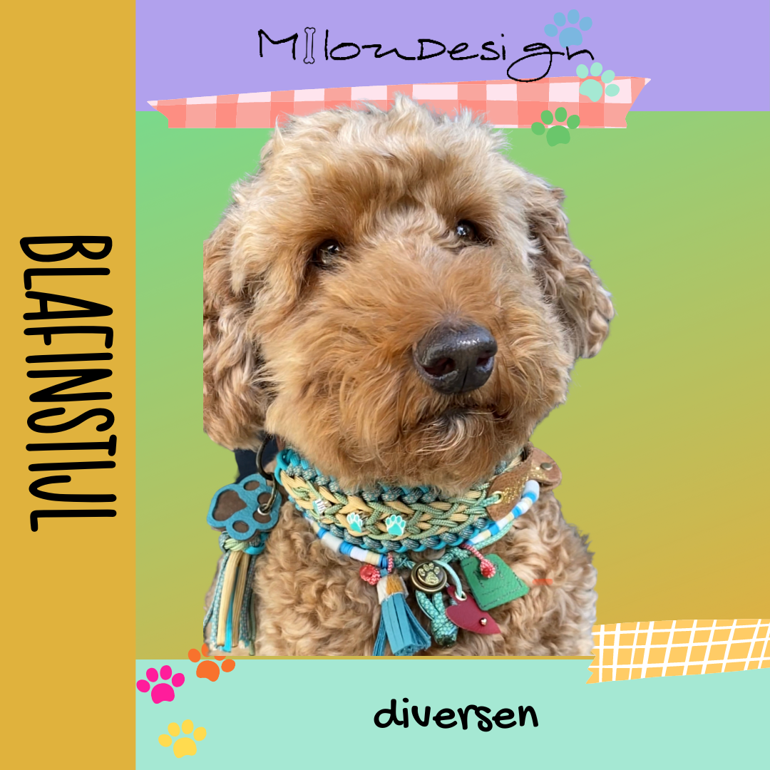 categorie honden accessoires